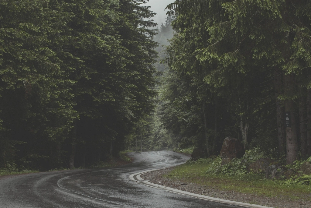 Wet, leaf-covered road through trees after fall rain